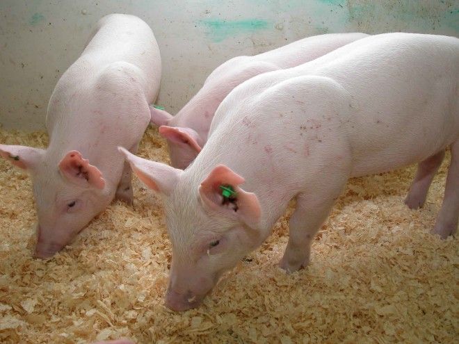 Генетически модифицированные животные рыбы и растения